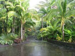 Please check the pot size located in the plant we offer an amazing selection of flowering & fruiting tropicals. Tropical Landscape Emphasis On Palm Trees Cycads And Companion Plants