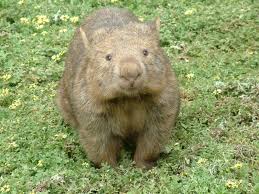 Image result for Common wombat