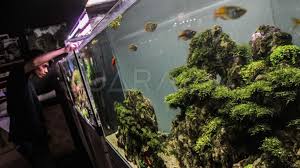 7 aquarium unik dari barang bekasподробнее. 7 Cara Membuat Aquascape Untuk Pemula
