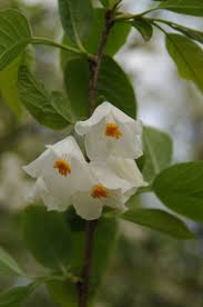 Image result for Halesia