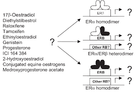 Possible regulation of transcriptional activity due to oestrogen...