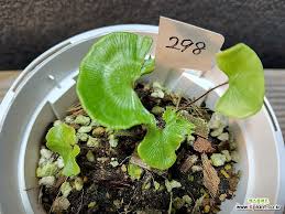 Image result for Adiantum reniforme