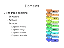 Chapter 21 The Nature Of Microorganisms Domains The Three Domains Eubacteria Archaea Eucarya Kingdom Protista Kingdom Fungi Kingdom Plantae Ppt Download