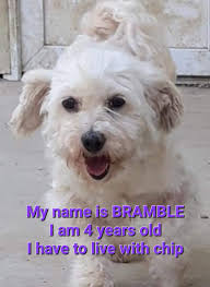 HowHows little bramble settled in??