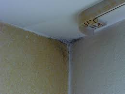 Schimmel gehört also eindeutig nicht in die wohnung. Das Sind Die Ursachen Fur Schimmel Im Haus Energie Fachberater