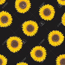 We hope you enjoy our growing collection of hd images to use as a background or home screen for your please contact us if you want to publish a black sunflower wallpaper on our site. Black Sunflower Phone Wallpaper
