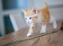 At What Age Are Cats Fully Grown Petmd