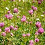 Image result for Trifolium squarrosum