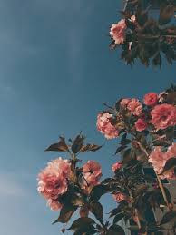 Aesthetic Phone Wallpaper Posted By Ethan Simpson Free download collection of aesthetic wallpapers for your desktop and mobile. aesthetic phone wallpaper posted by