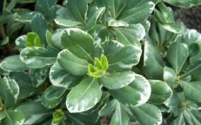 Image result for Pittosporum tobira