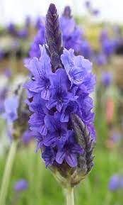 Lavender Pinnata Plants Planting Herbs Purple Flowers