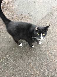 Saw This Cute Kitty With A Broken Ear Yesterday And She Followed Me Down The Street Meowing For More Strokes Cat Makeup Halloween Cute Cats Cat Makeup