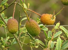 Image result for Maerua