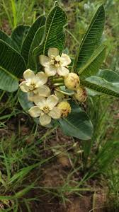 Image result for Pachycarpus lineolatus