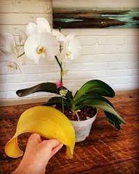 Pin On Gardening