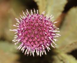 Image result for Sphaeranthus flexuosus