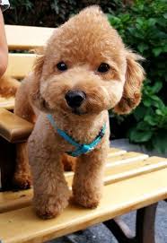 Pin On Poodle Grooming Cuts