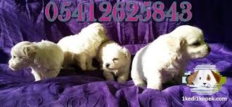 Maltes Terrier Yavru 05412625843 Maltes Terrier Yavru 05412625843 Kopek Kopekseverler Kopeksahiplendirme Kopekyavrusu Evcilhayva Kopek Evcil Hayvanlar