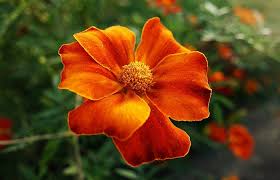 How to draw and paint a poinsettia flower with watercolor. Marigold Flower Meaning Symbolism And Colors