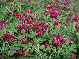 Image result for Hedysarum