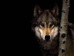Best 36 Lonewolf Wallpaper On Hipwallpaper Lonewolf Wallpaper Lone wolf wallpaper ·① wallpapertag. lonewolf wallpaper on hipwallpaper