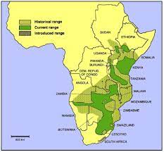 May 19, 2017may 30, 2017 admintag. Jungle Maps Map Of Africa Where Zebras Live