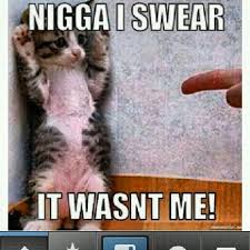 It Wasn T Me Animals Cats Captions