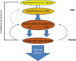 Cryptorchidism literally means hidden or obscure testis and generally refers to an undescended or maldescended testis. Diagnosis And Management Of Cryptorchidism European Urology Supplements