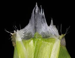 Image result for Nesaea erecta