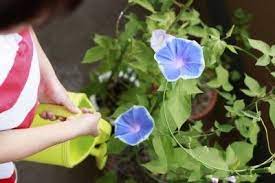 Morning Glory Watering Needs How And When To Water Morning Glory Plants Morning Glory Flowers Morning Glory Vine Morning Glory Plant