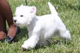 West Highland White Terrier Breed Information West Highland