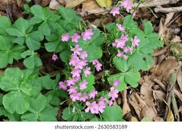 Image result for Oxalis debilis