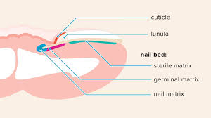 nail matrix anatomy function injuries and disorders