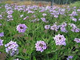 Verbena Plant Care How To Grow Verbena Plants In 2020 Verbena Plant Plants Verbena