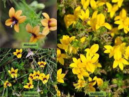 Image result for Monopsis decipiens