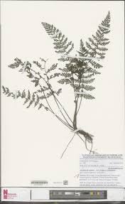 Image result for Hymenophyllum triangulare