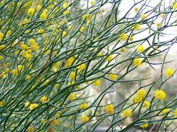 Image result for Acacia lasiopetala