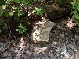 De pilda, crinul de toamna creste foarte bine la exista o multime de tufe iubitoare de umbra: Flori Rezistente La Umbra