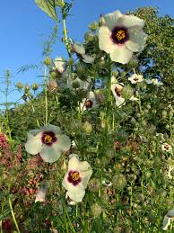 Image result for Hibiscus cannabinus