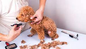 How Much Does It Cost To Groom A Dog Dog Grooming Tips Dog Clippers Dog Grooming Diy