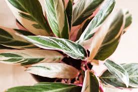 Image result for stromanthe