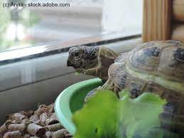Dies kommt bei krankheit oder um neue schildkröten in die gemeinschaft einzufügen in frage. Fehler Bei Der Haltung Von Landschildkroten Haustiermagazin