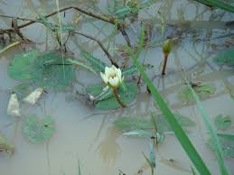 Image result for Nymphaea maculata