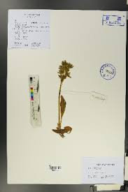 Image result for Swertia kilimandscharica