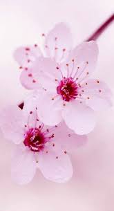 Super Flowers Background Iphone Pink Cherry Blossoms 36 Ideas Cherry Blossom Wallpaper Flower Background Iphone Flower Wallpaper