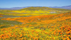 We did not find results for: 10 Best Places To See California Spring Blooms And Wildflowers This Life Of Travel