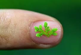 Image result for Azolla