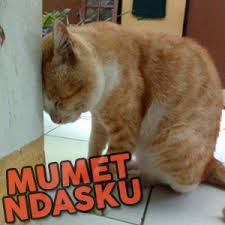 Kepala sering pusing tentunya dapat mengganggu aktivitas. Gambar Lucu Lagi Sakit Kepala