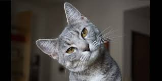 Thanks to a cat breed dna test, you can learn about their traits and possible diseases they may obtain throughout their life. New Dna Test Just For Cats Can Unlock Your Feline S Breed History Cole Marmalade