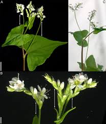 Image result for Fagopyrum esculentum